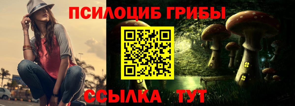 Галлюциногенные грибы Psilocybe Алейск